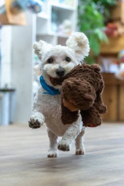 Bison Frise karışık köpek son sürat koşar ağzında en sevdiği oyuncakla yakalama oyunu sırasında.