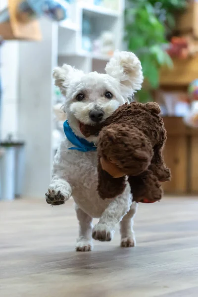 Bison Frise Mix Pet Dog Runs Full Speed Favorite Toy — Stock Photo, Image