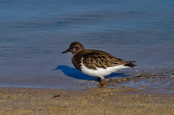 Ruddy Turnstone a vaguear pela costa — Fotografia de Stock