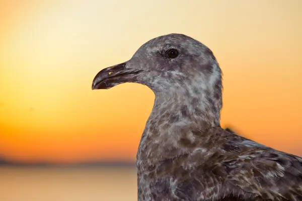 Grå mås profil — Stockfoto