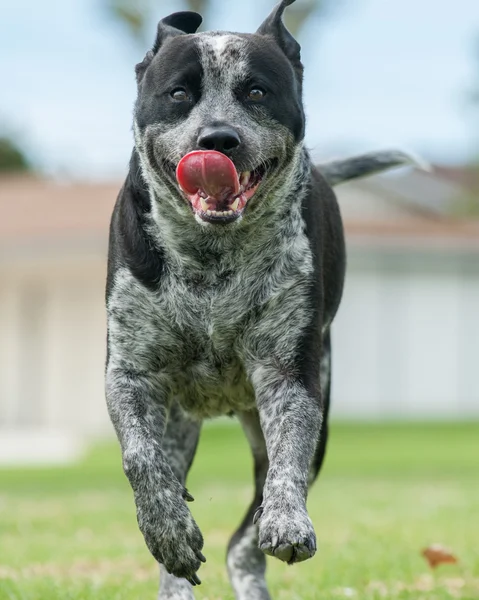 走っている熱狂的な犬 — ストック写真