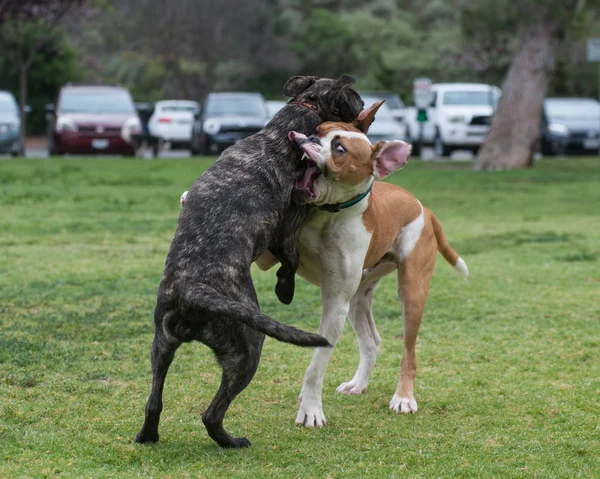 Wrestling puppies at the doggie park — Stock Photo, Image