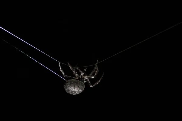 Gartenspinne spinnt das Netz von heute. — Stockfoto