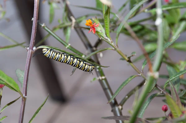 Gąsienica monarchy jedzenie milkweed liści — Zdjęcie stockowe