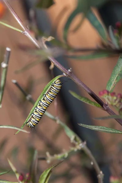 Lagarta monarca comendo folhas de milkweed — Fotografia de Stock