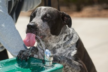 Çeşmeden içme köpek