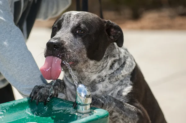 Çeşmeden içme köpek — Stok fotoğraf