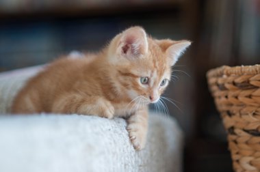 Tabby yavru kedi mobilyalara tırmanıyor