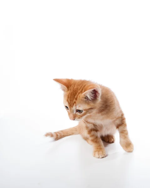 Tabby kitten looking for mischief — Stock Photo, Image