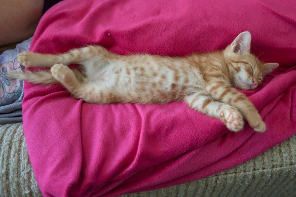 Tabby kitten stretched out — Stock Photo, Image