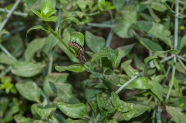 Spring caterpillar eating for metamorphosis