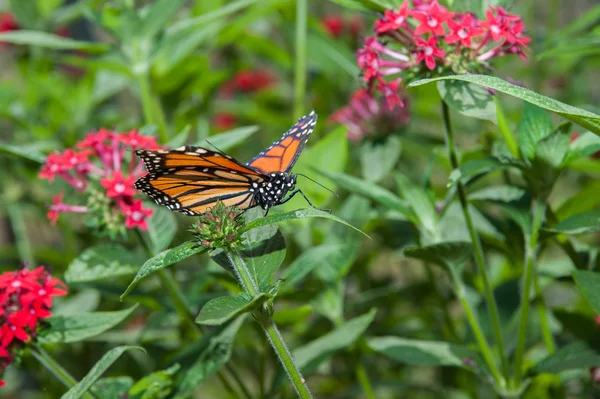 Papillon monarque à la recherche de nectar — Photo