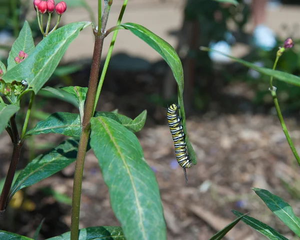 Monarch caterpillar hanging around — Stock fotografie