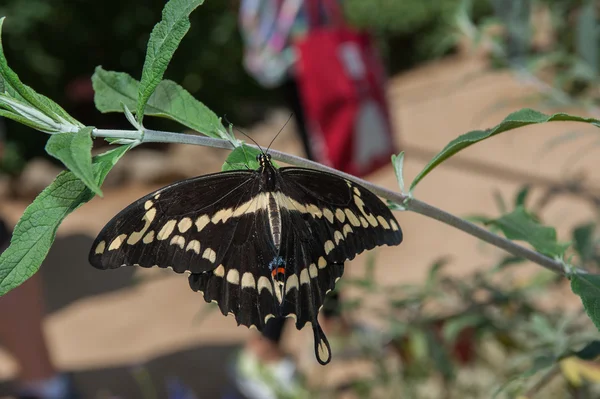 American Swallowtail Butterfly — Stock fotografie