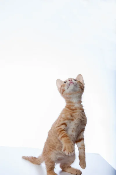 Zvědavá kočička — Stock fotografie