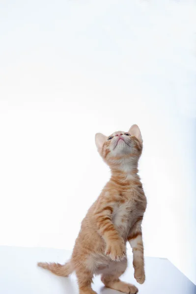 Gatinho curioso — Fotografia de Stock