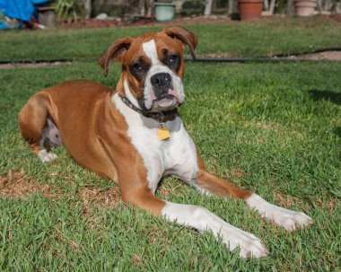 Çimenlerde yaslandığı.