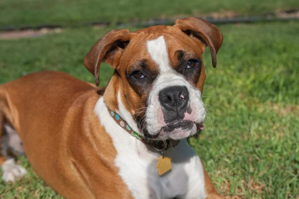 Boxer puppy face — Stock Photo, Image