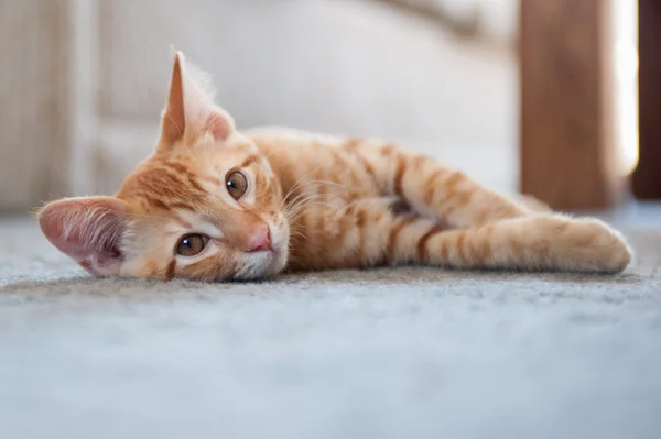 Gatinho confortável no tapete — Fotografia de Stock