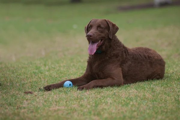 Retriever protecting his toy. — Stock Photo, Image