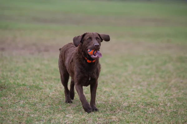 Retriever correndo pelo parque . — Fotografia de Stock