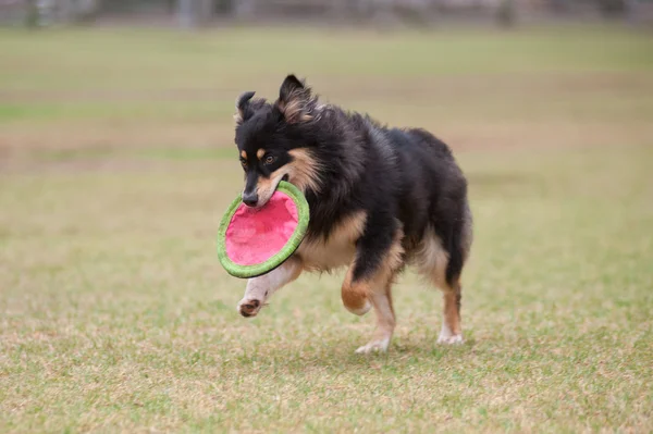 Playful game of fetch — Stock Photo, Image