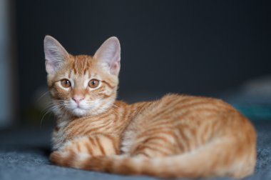 Yakın ve uyku Tabby yavru kedi