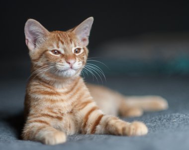 Yakın ve uyku Tabby yavru kedi