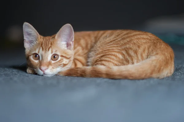 Tabby chaton de près et dormir — Photo