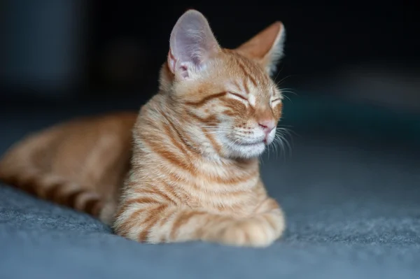 까가 서 자 줄무늬 고양이 — 스톡 사진
