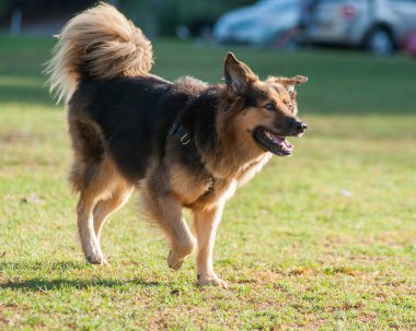 Ödül üzerinde duruldu