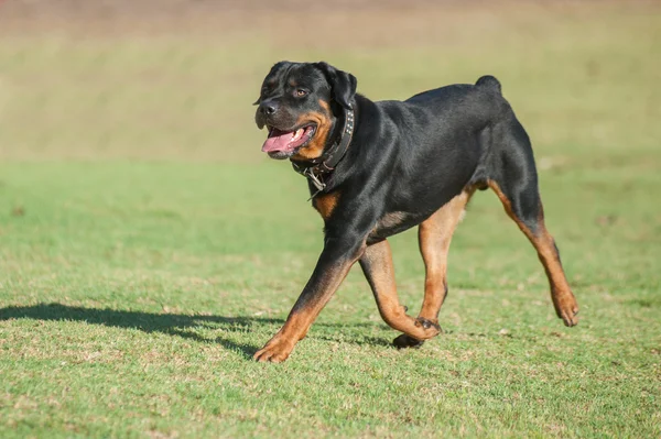 Walking with a purpose — Stock Photo, Image