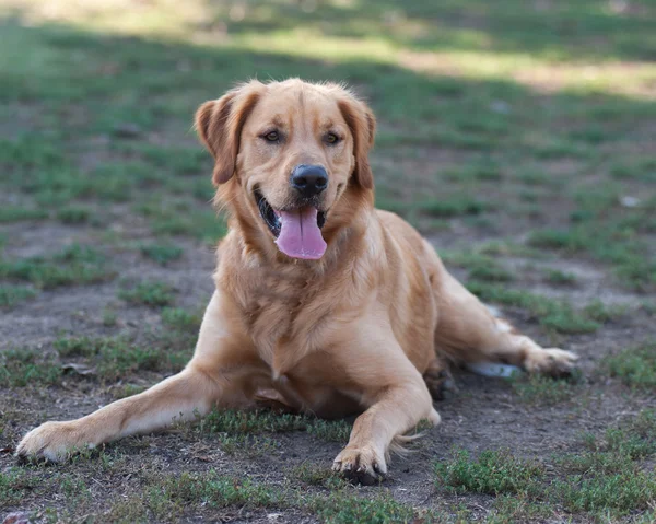 Puppy play time time out — Stock Photo, Image