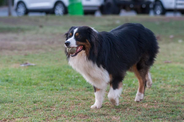 Cão mostrando bola na expressão da boca — Fotografia de Stock