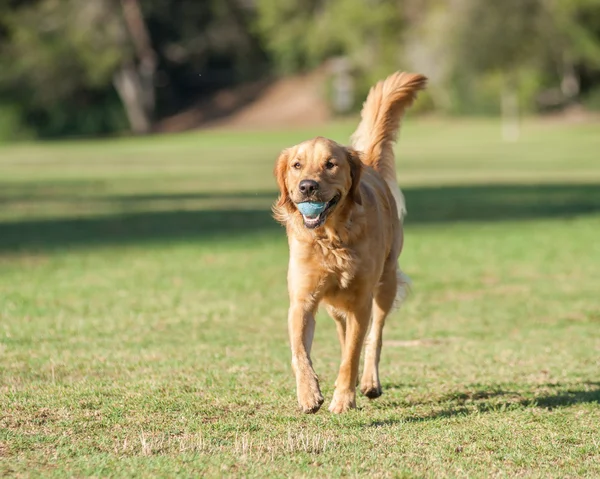 Cachorro tiempo de juego hace que este perro feliz —  Fotos de Stock