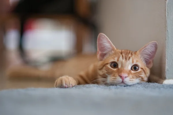 주황색 얼룩 고양이의 모피 얼굴 — 스톡 사진