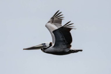 Kaliforniya Kahverengi Pelikanı kış boyunca açık mavi gökyüzüne doğru uçarken geniş kanatlara sahiptir..