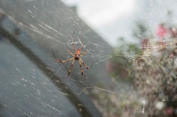 Grote vrouwelijke spin in de tuin — Stockfoto