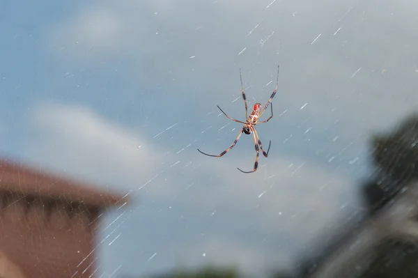 Золотий павучок Orbweaver в Інтернеті — стокове фото