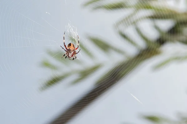 花园蜘蛛在花园里 — 图库照片