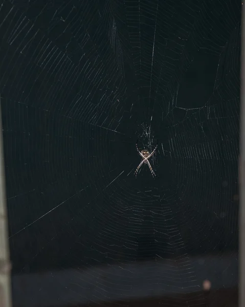 Zilverrug Orbweaver Spider in de tuin — Stockfoto