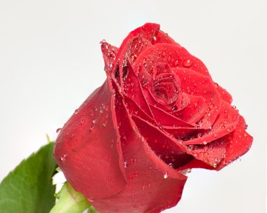 Morining çiy çiçek