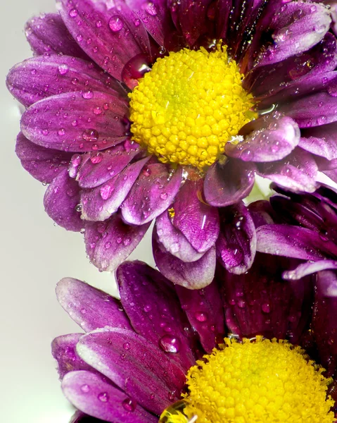 Moist purple petals. — Stock Photo, Image