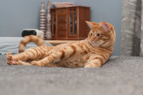 Perfekte Zeit für ein Nickerchen — Stockfoto