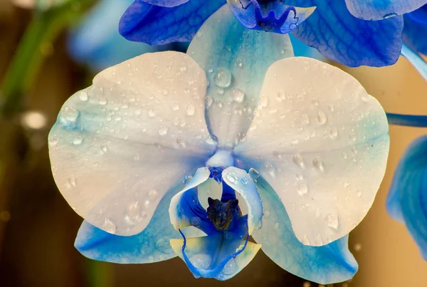 Vista macro de la orquídea —  Fotos de Stock