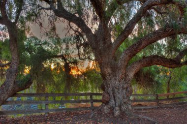 Parlayan şafak yaprakları aracılığıyla