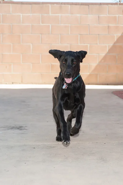 Kocaman bir gülümseme gösterilen mutlu siyah köpek yavrusu — Stok fotoğraf