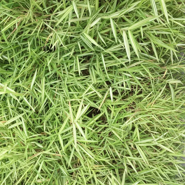 Zielona trawa bez szwu tekstury. Płynnie tylko w wymiarze horyzontalnym — Zdjęcie stockowe