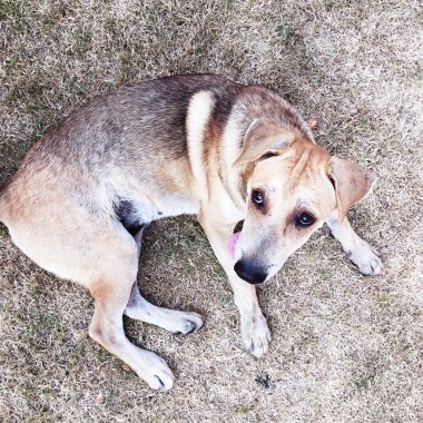 Köpek, dışarıda gülüyor. Kahverengi köpek 