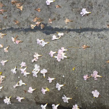 Katta pembe çiçekler 